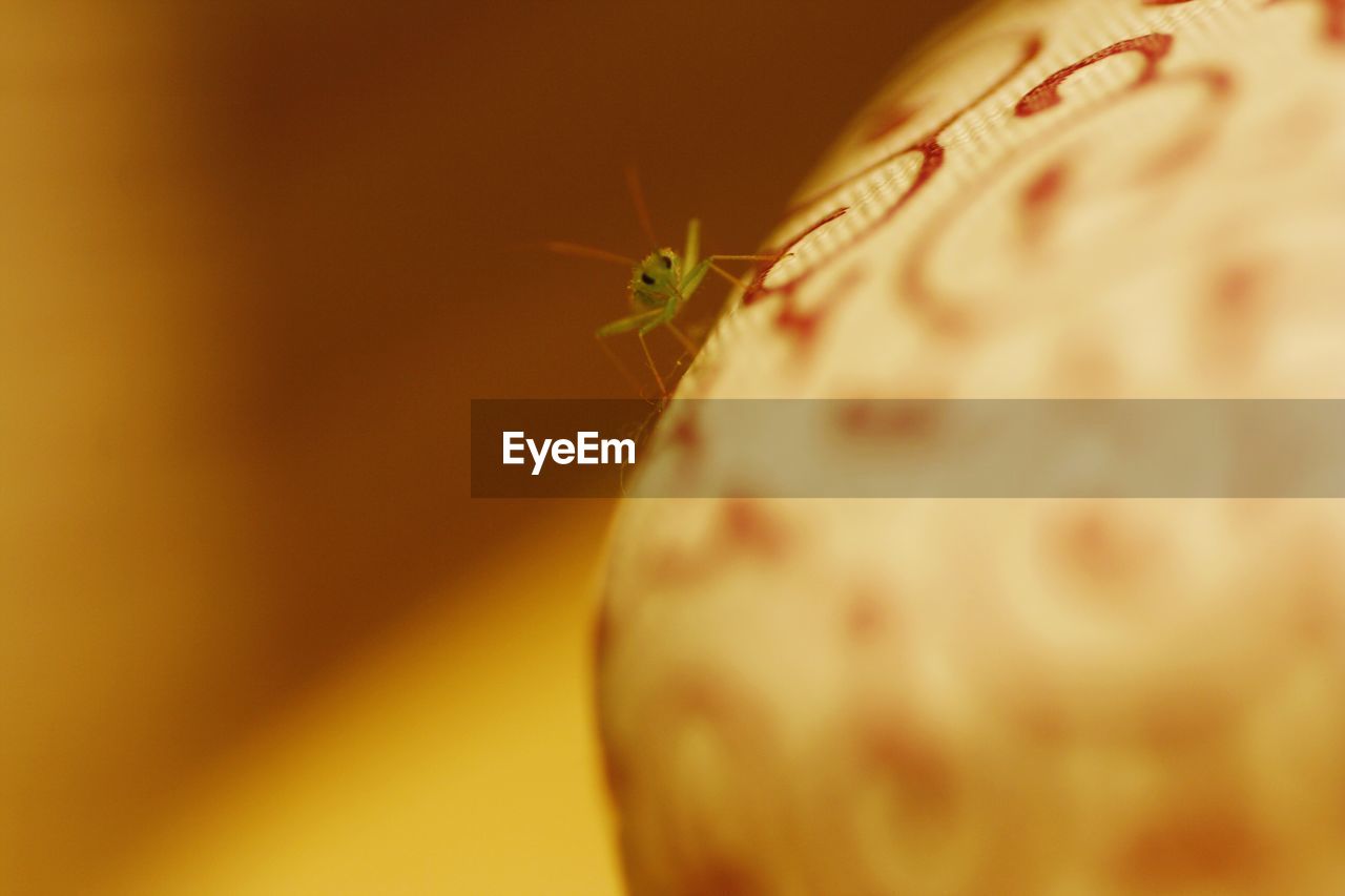 CLOSE-UP OF INSECT ON STEM