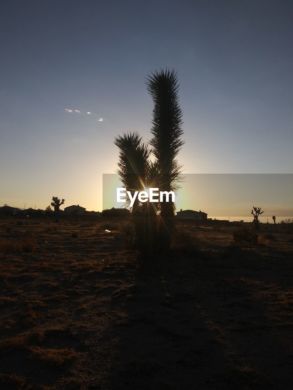 SILHOUETTE PLANTS ON FIELD AGAINST SKY DURING SUNSET