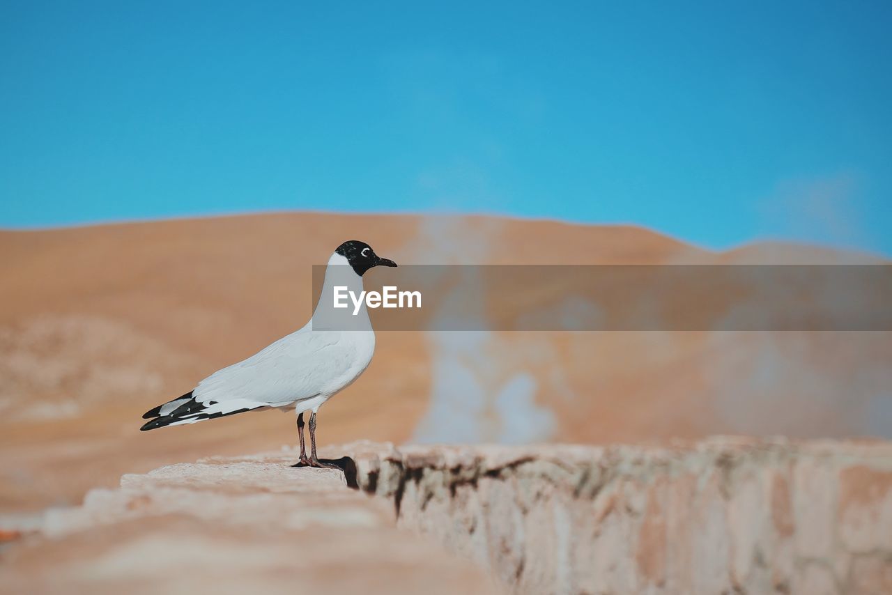 Close-up of bird perching on rock