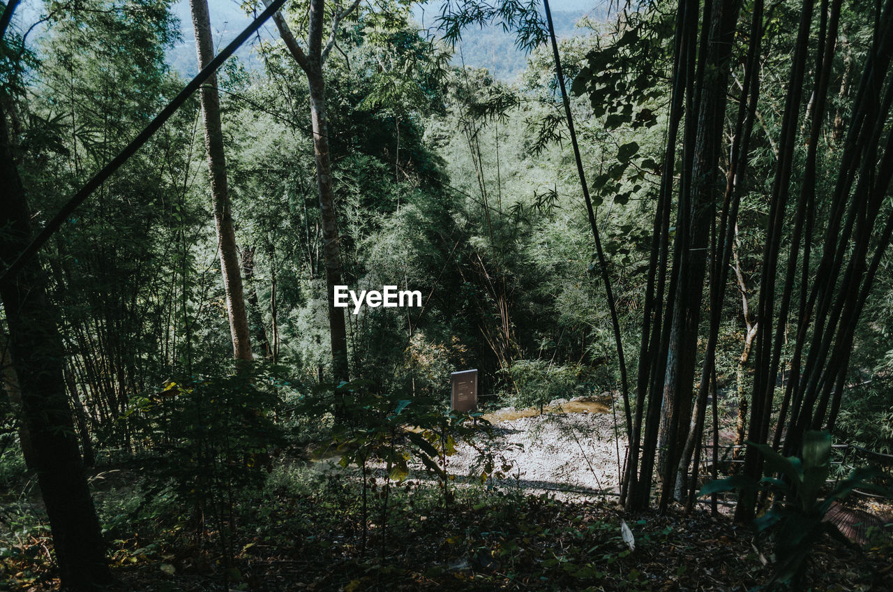 VIEW OF TREES IN FOREST