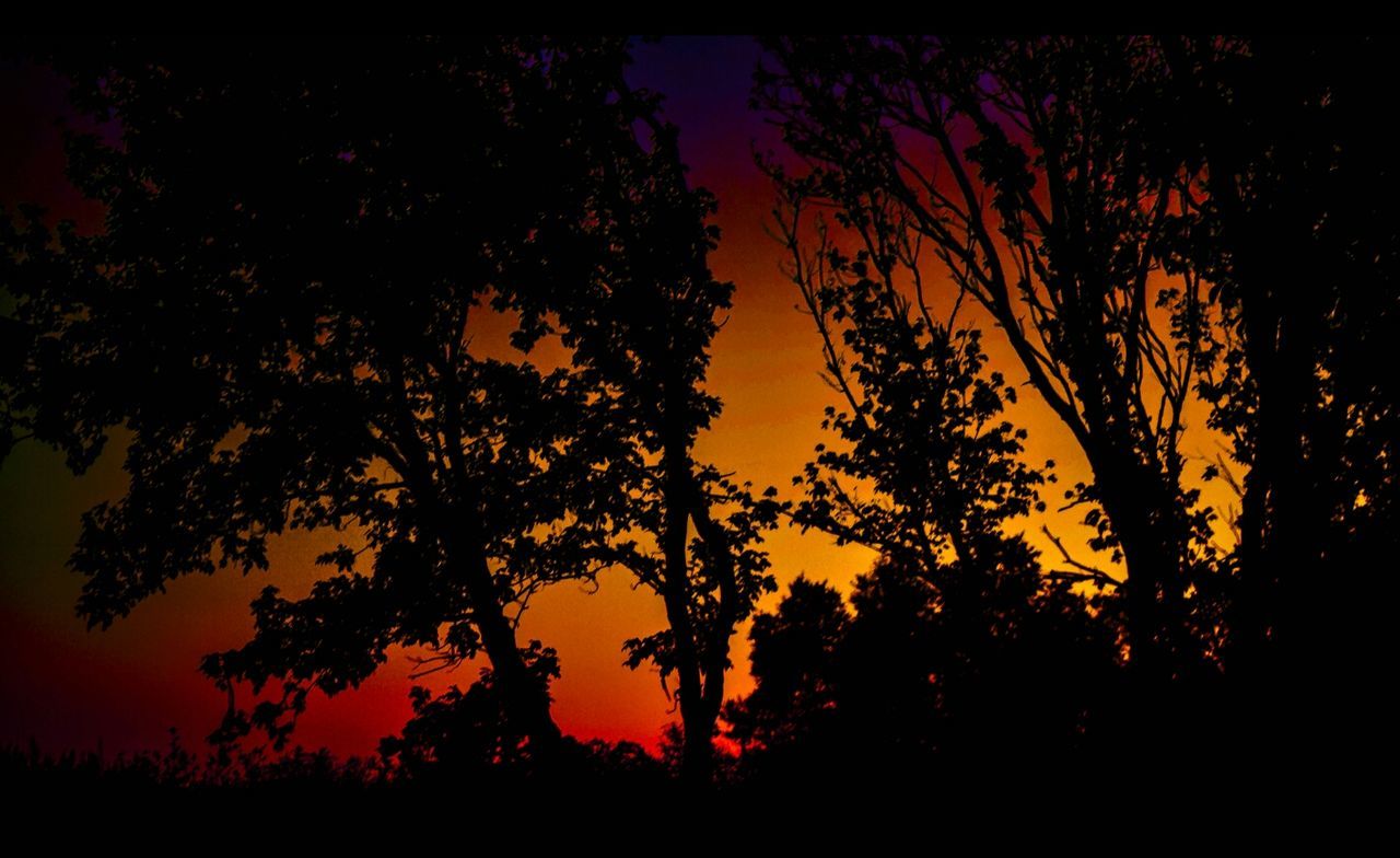 SILHOUETTE OF TREES AT SUNSET