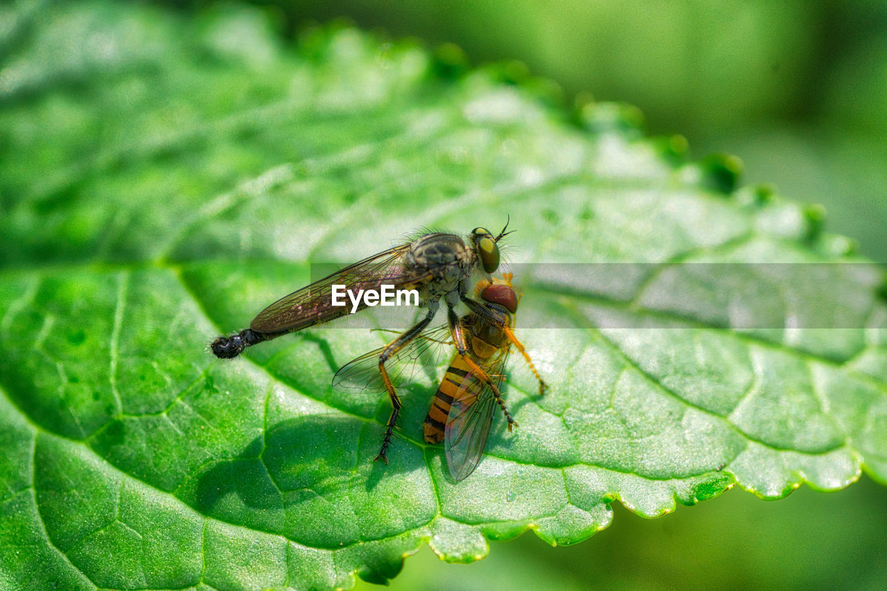 INSECT ON LEAF