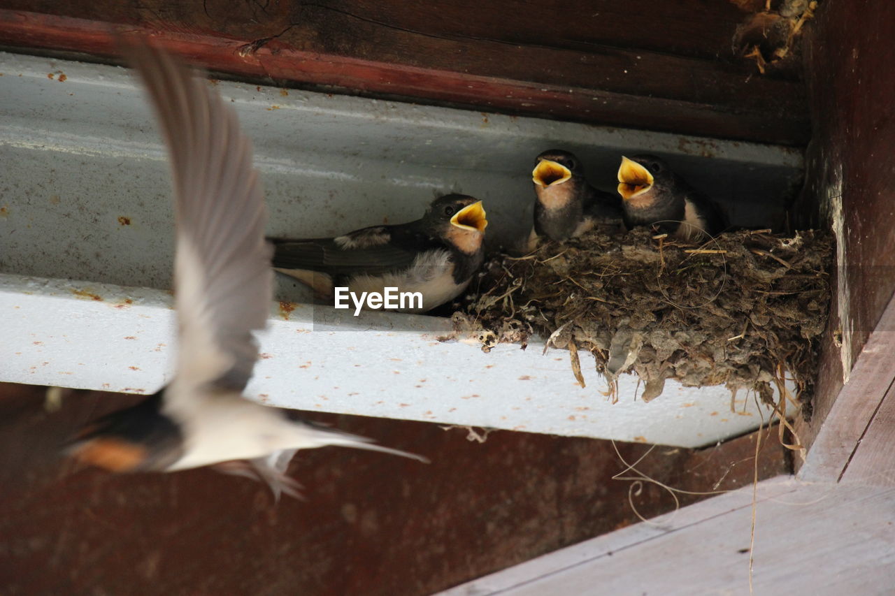 CLOSE-UP OF BIRDS IN PARK