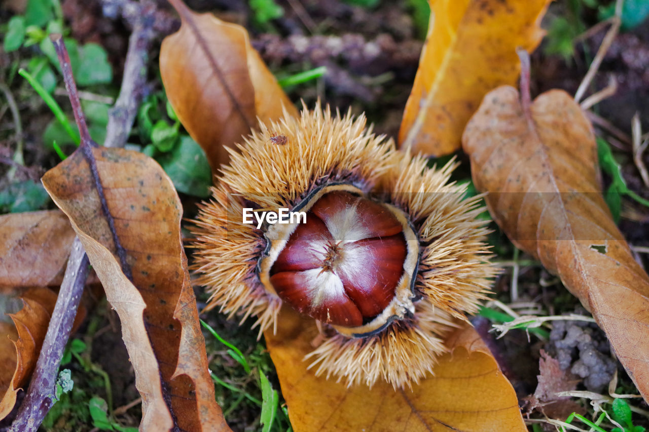 CLOSE-UP OF FRUITS ON LEAVES ON FIELD