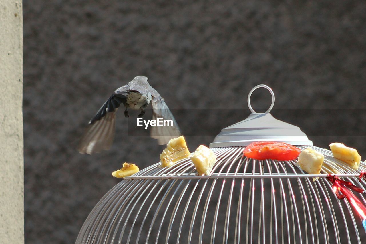 Close-up of bird flying from cage