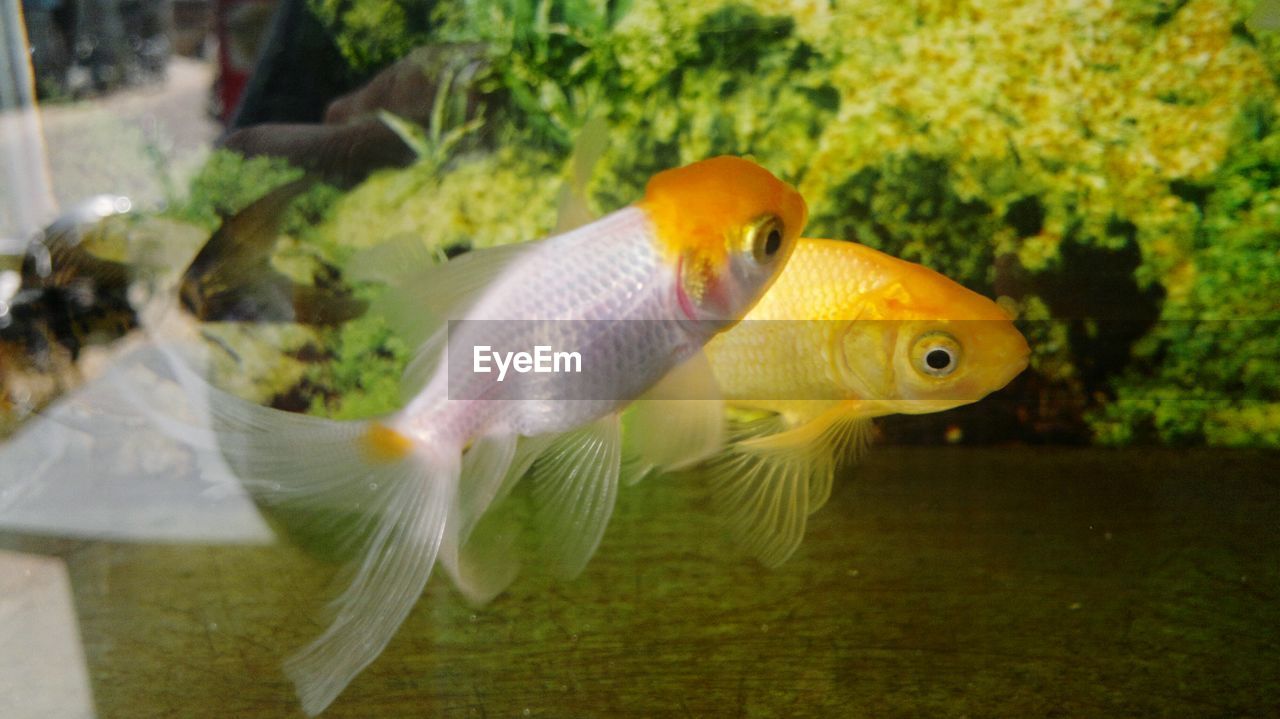 Close-up of fish swimming in water