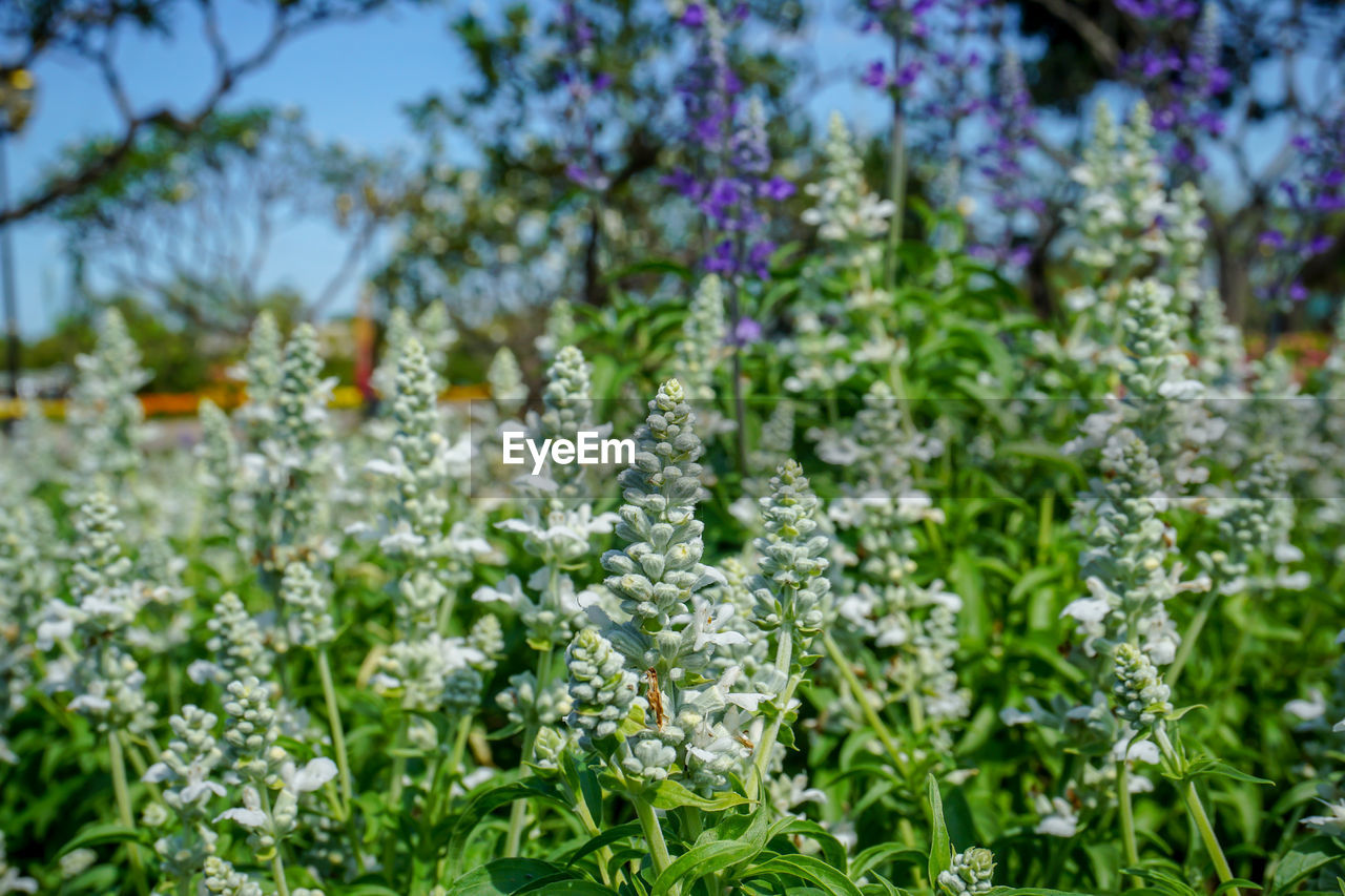 Close-up of purple flowering plants on field