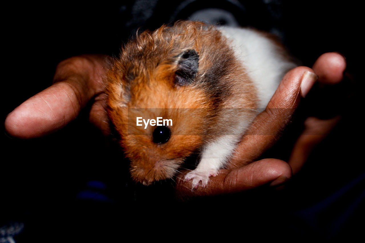 CLOSE-UP OF A HAND HOLDING SMALL ANIMAL