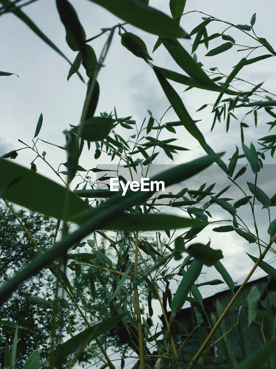 LOW ANGLE VIEW OF PLANTS ON BRANCH AGAINST SKY