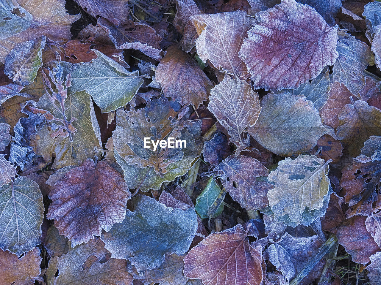 full frame, frost, backgrounds, leaf, flower, no people, plant, nature, day, close-up, tree, autumn, high angle view, abundance, pattern, outdoors, land, textured, beauty in nature, large group of objects