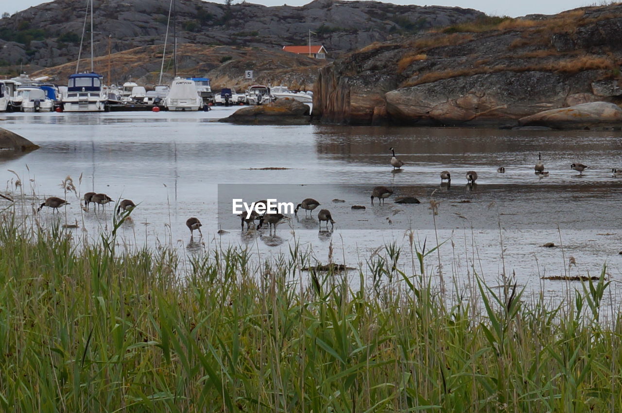 FLOCK OF BIRDS ON LAKE AGAINST SKY