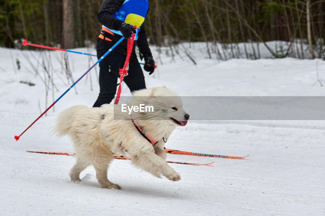 Skijoring dog racing. winter dog sport competition. samoyed dog pulls skier. active skiing on snow