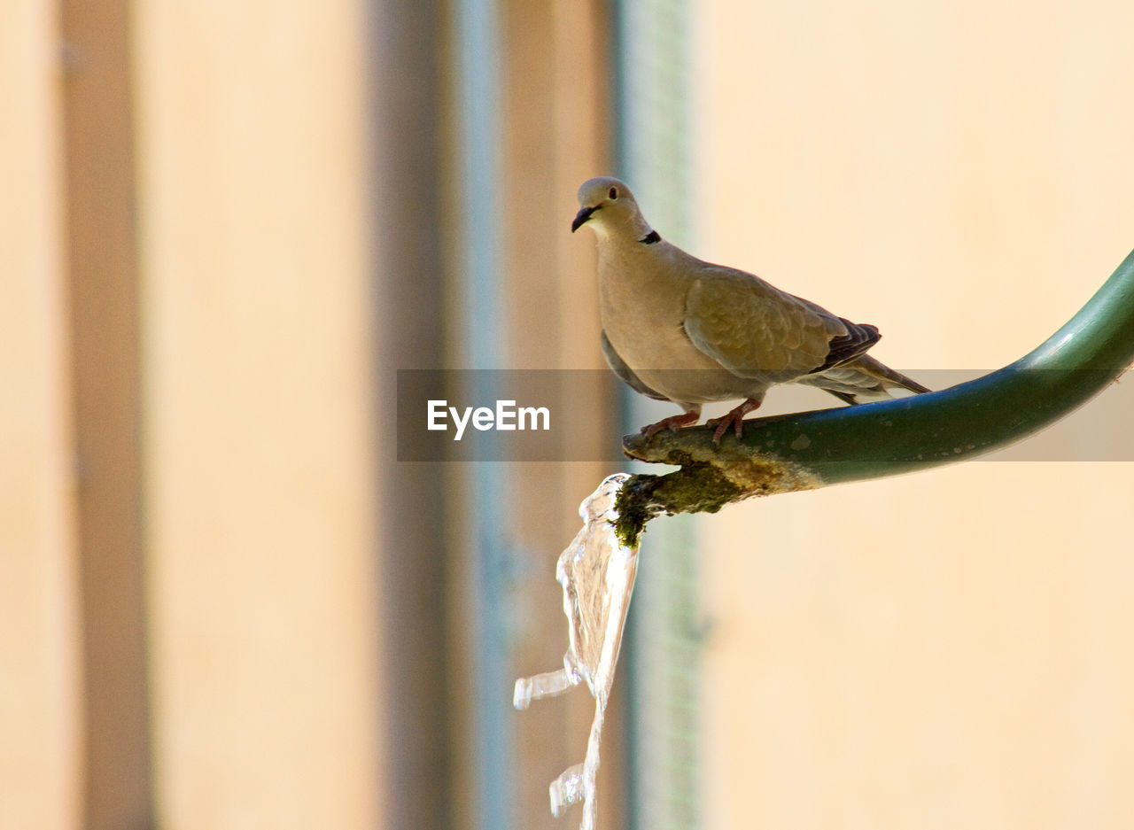 Close-up of collared dove bird perching on a water spout