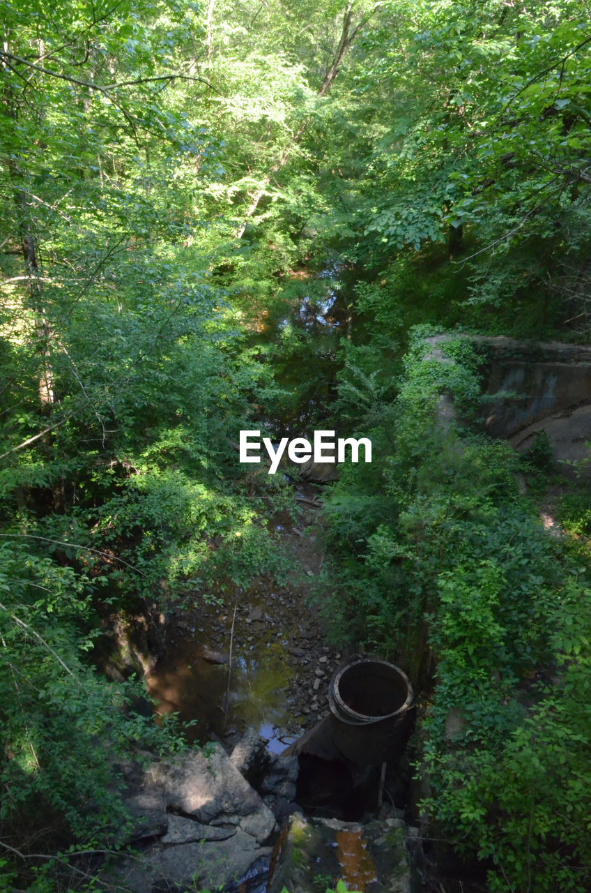 VIEW OF PLANTS IN FOREST