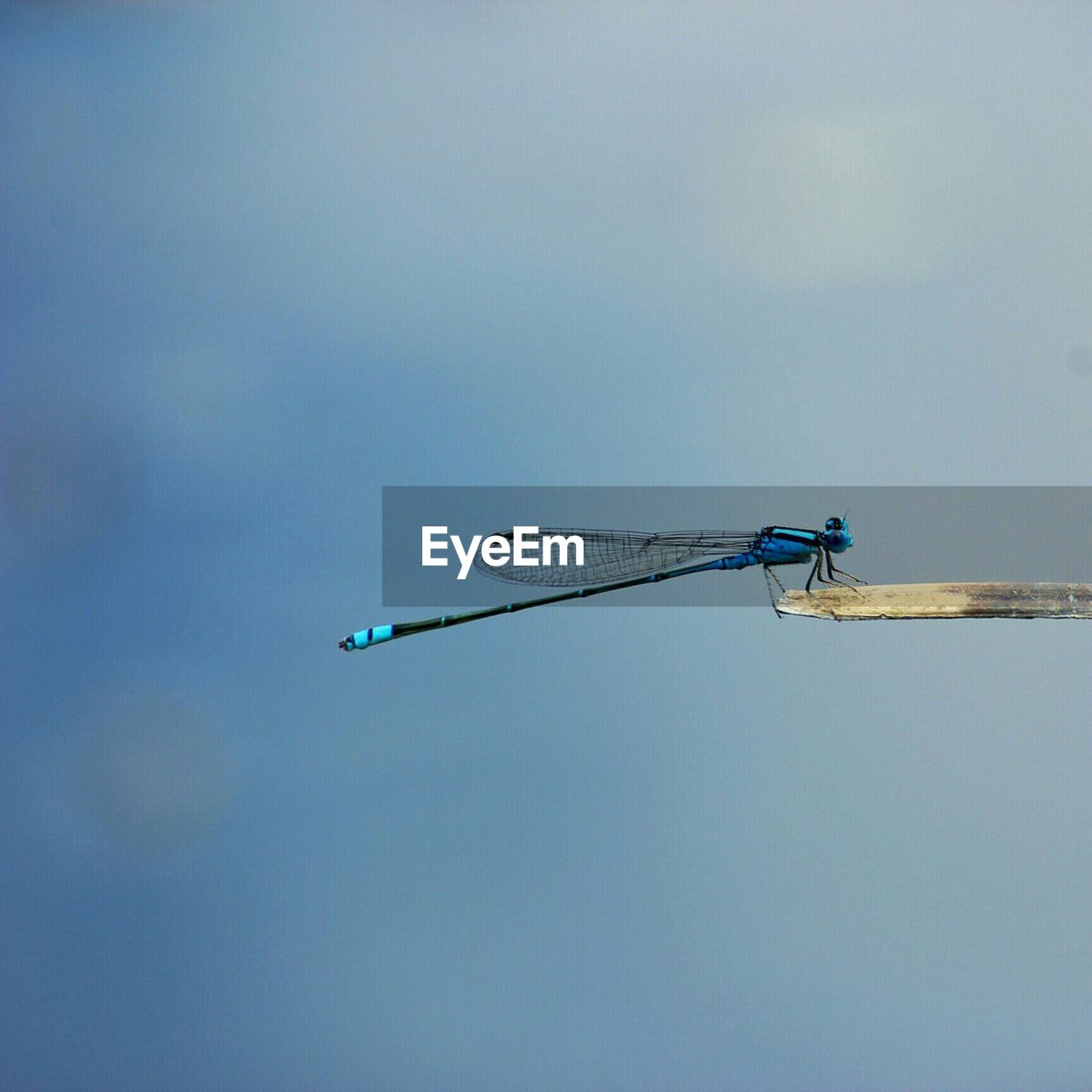 Low angle view of insect on stick against sky