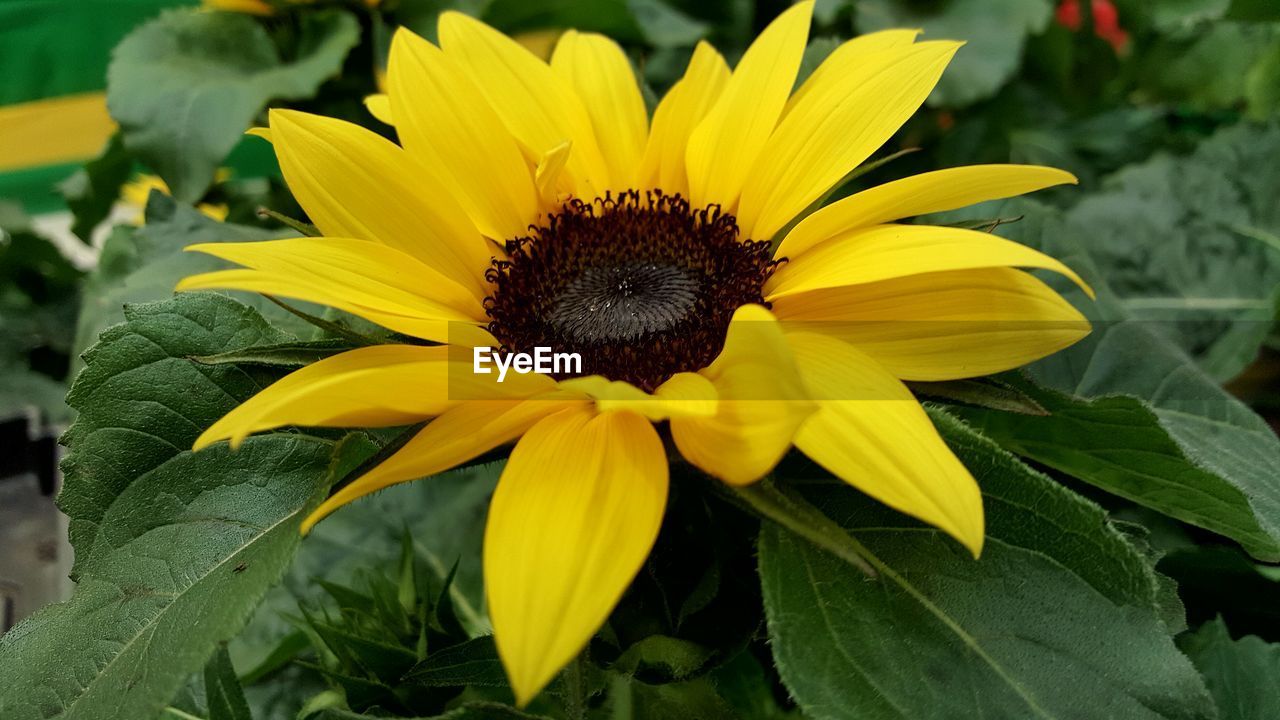 CLOSE-UP OF SUNFLOWER IN BLOOM OF YELLOW FLOWER