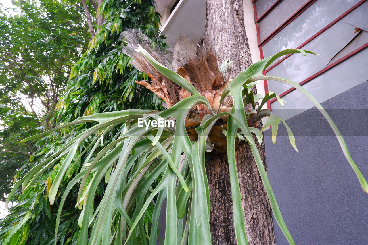 plant, tree, growth, nature, green, flower, day, no people, leaf, palm tree, plant part, outdoors, beauty in nature