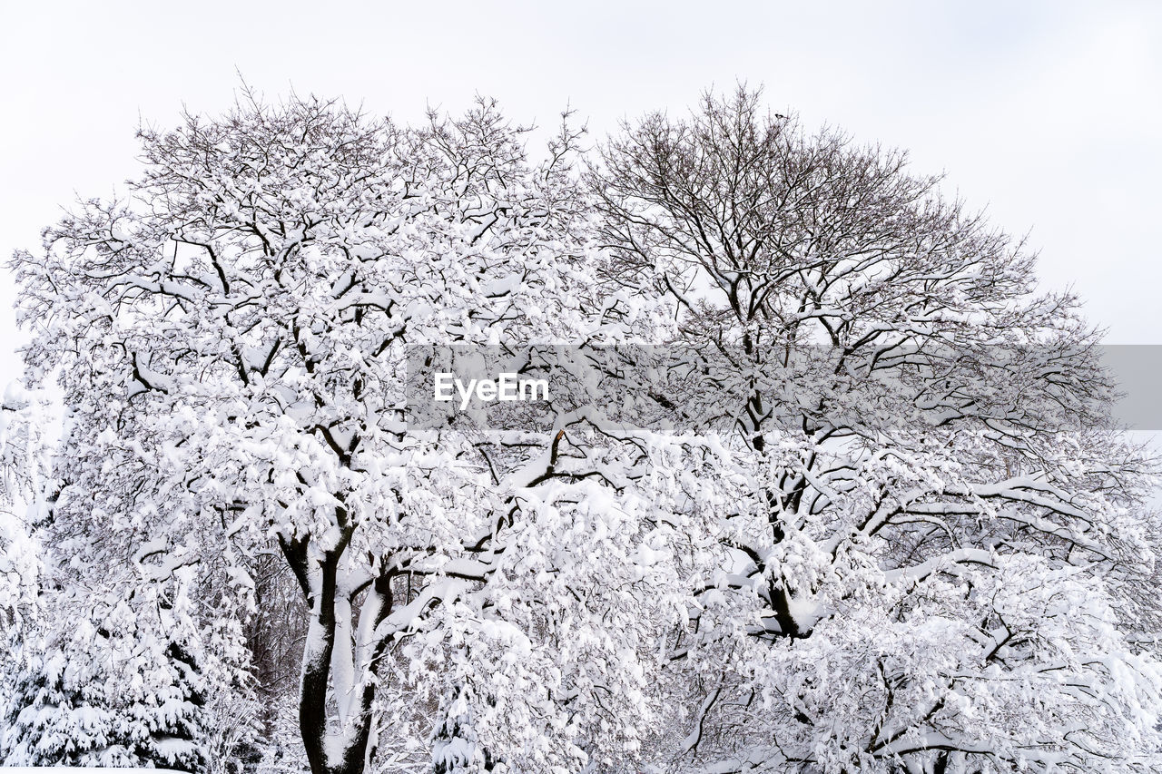 LOW ANGLE VIEW OF FROZEN TREE AGAINST CLEAR SKY