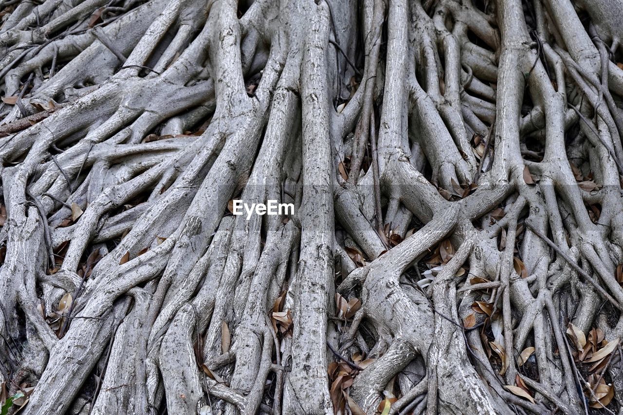 HIGH ANGLE VIEW OF TREE ROOTS