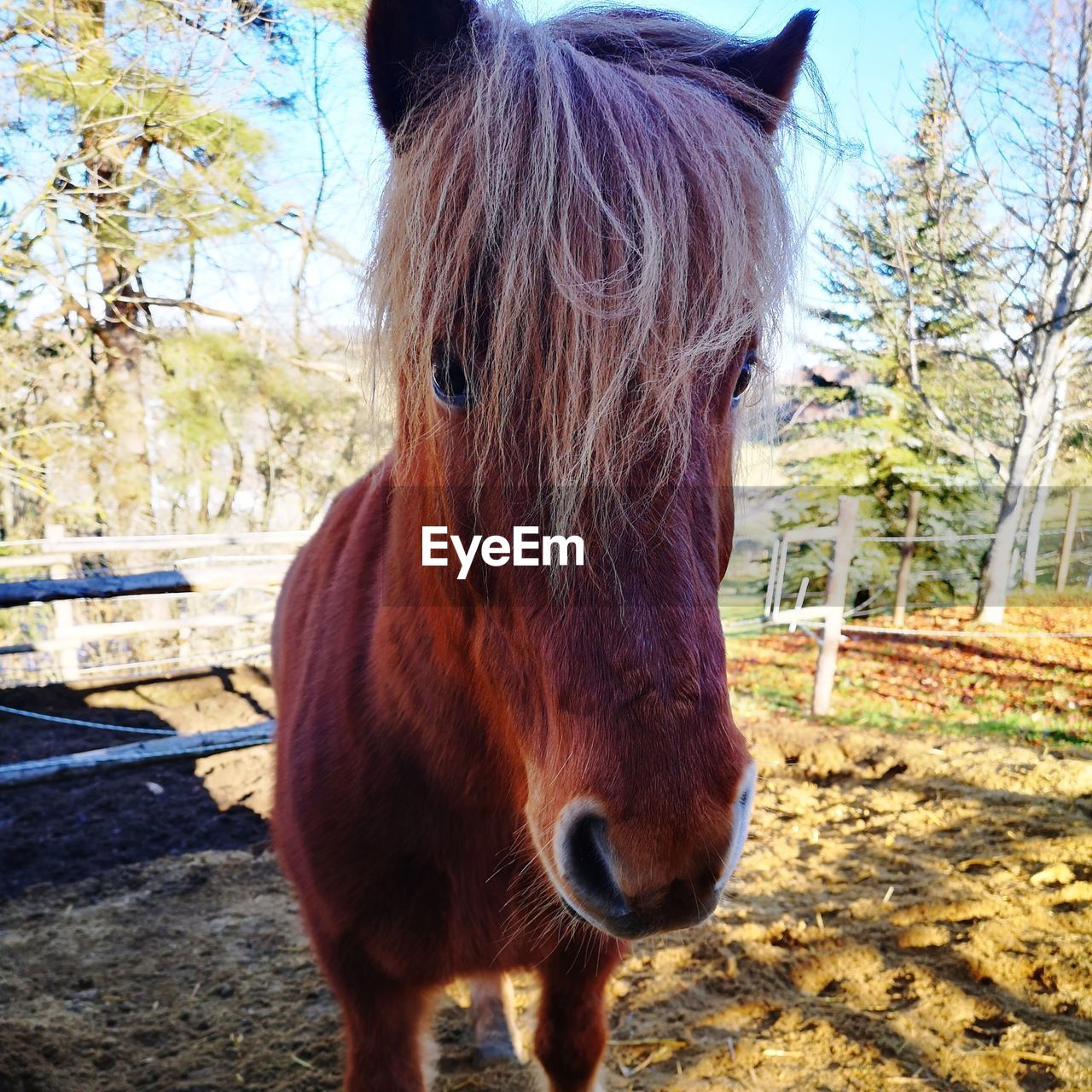 HORSE STANDING IN RANCH