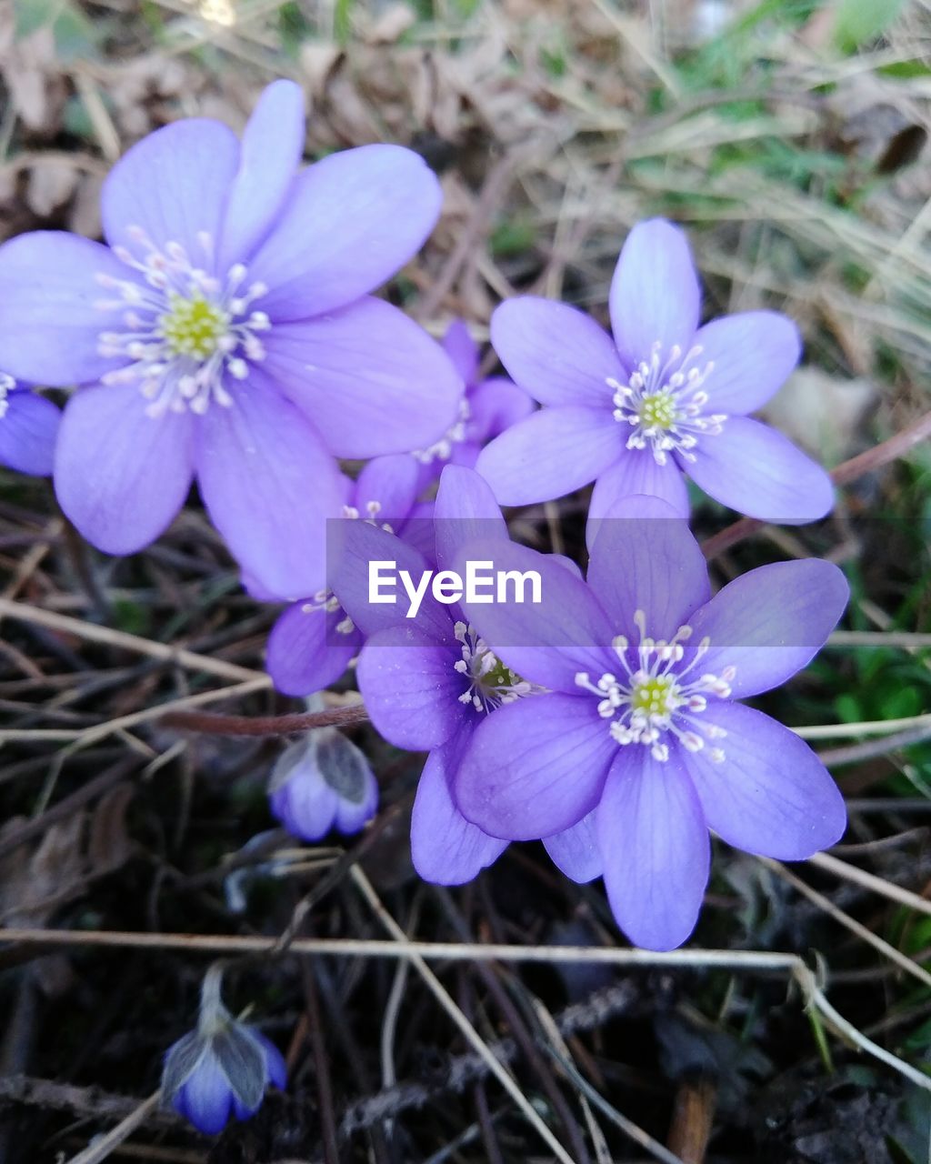 CLOSE-UP OF PURPLE FLOWERING PLANT IN FIELD