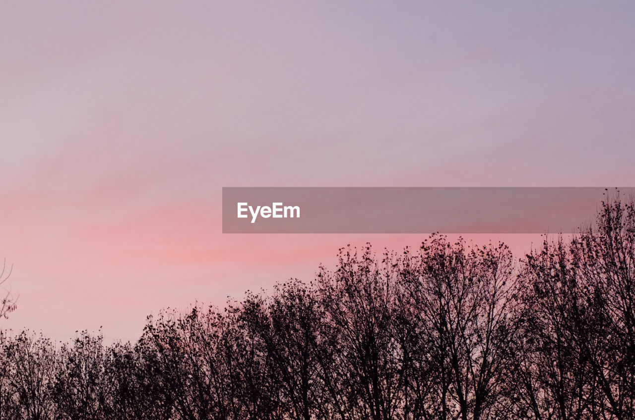 Silhouette trees against sky during sunset