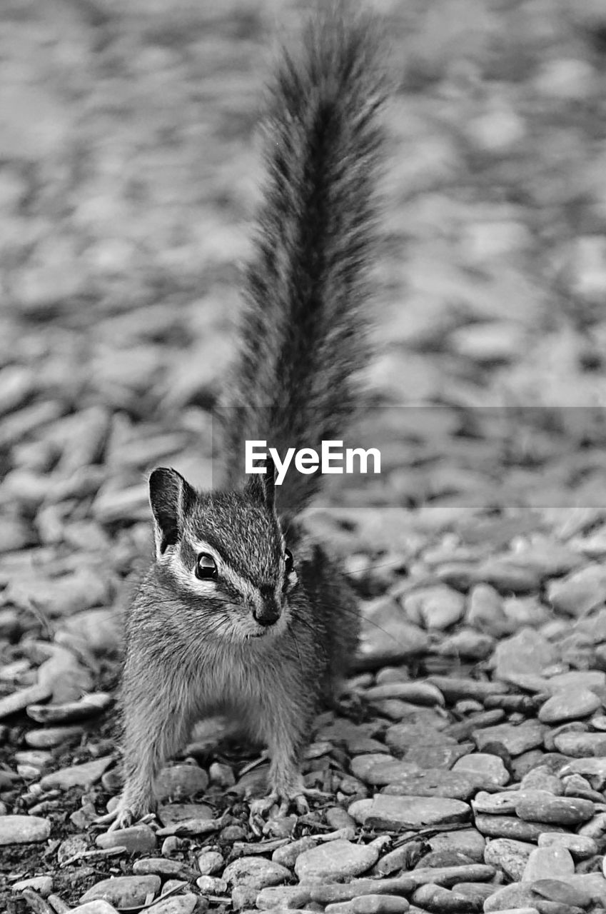 CLOSE-UP OF SQUIRREL ON A FIELD