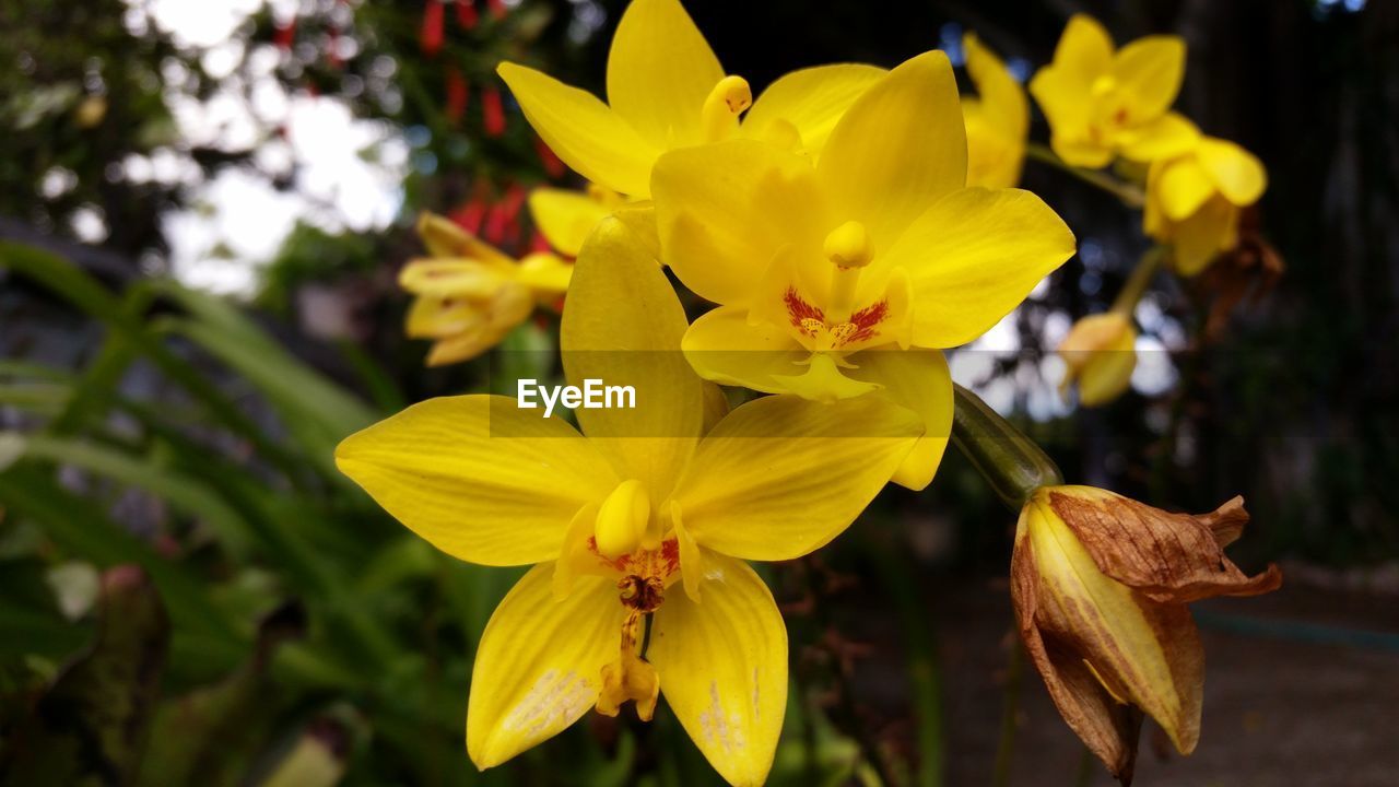 CLOSE-UP OF YELLOW FLOWERS IN PARK