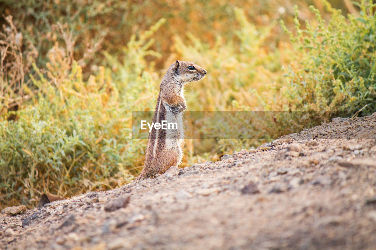 Squirrel standing on a rock