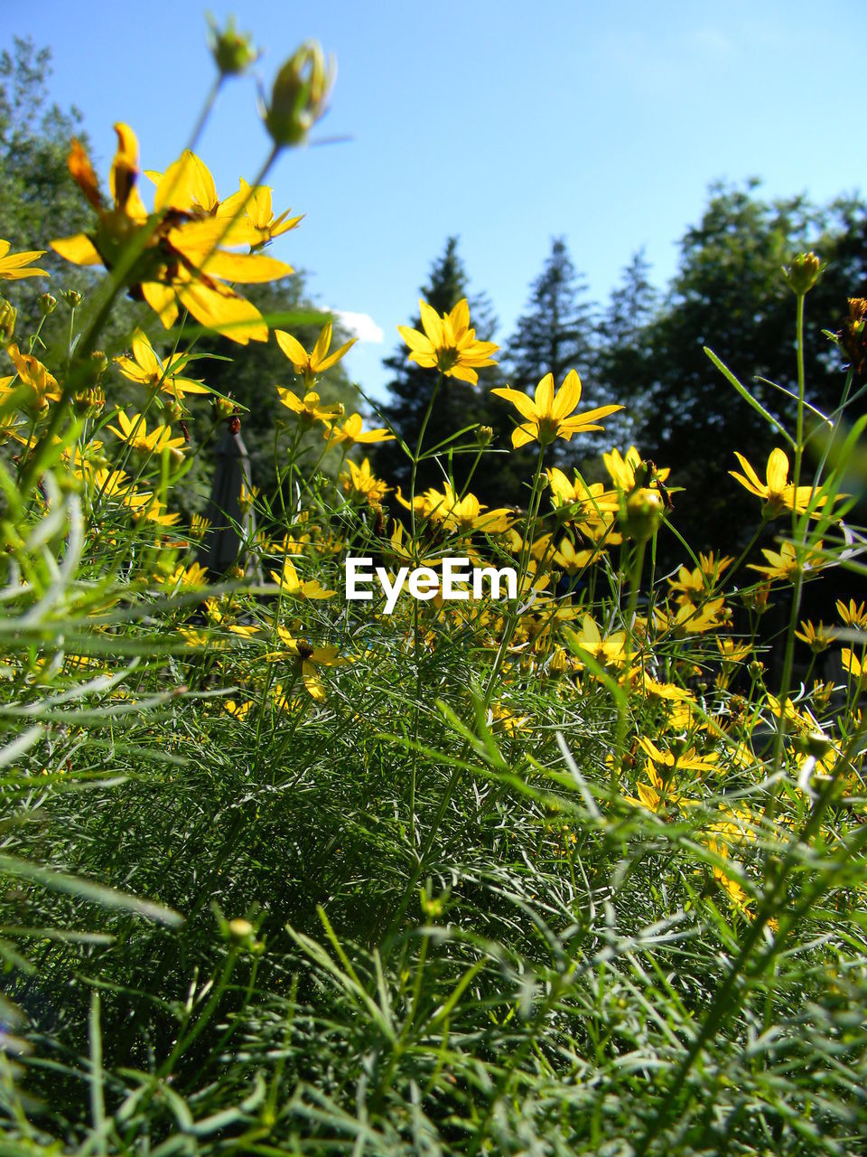 YELLOW FLOWERS GROWING IN FIELD