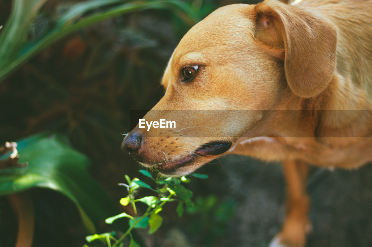Close up of a dog smelling a dandelion
