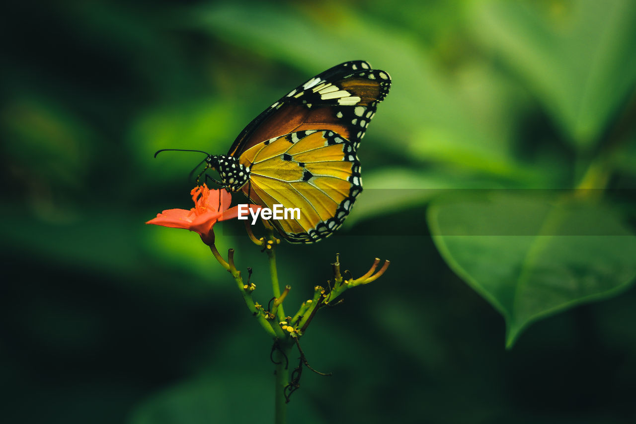 BUTTERFLY POLLINATING FLOWER