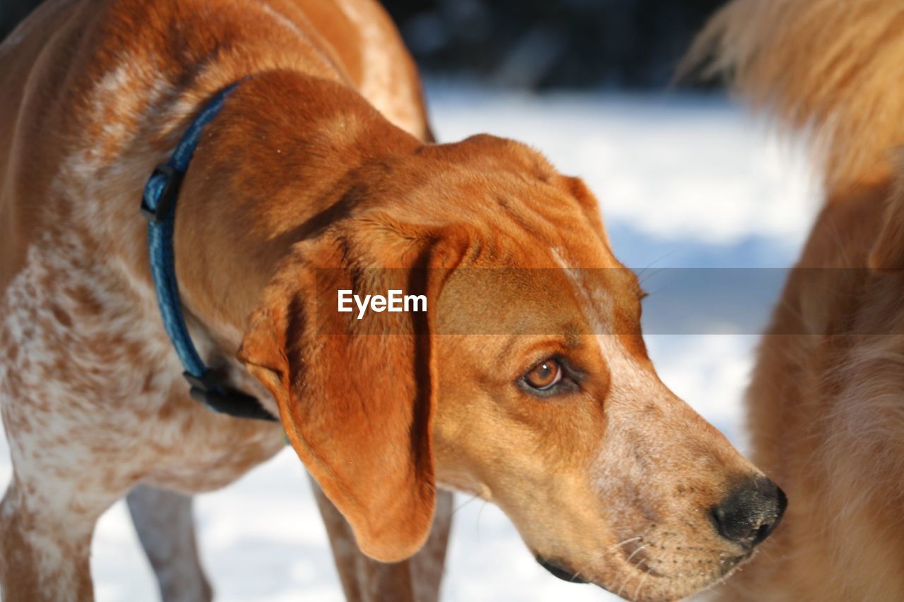 CLOSE-UP OF DOG LOOKING AT CAMERA