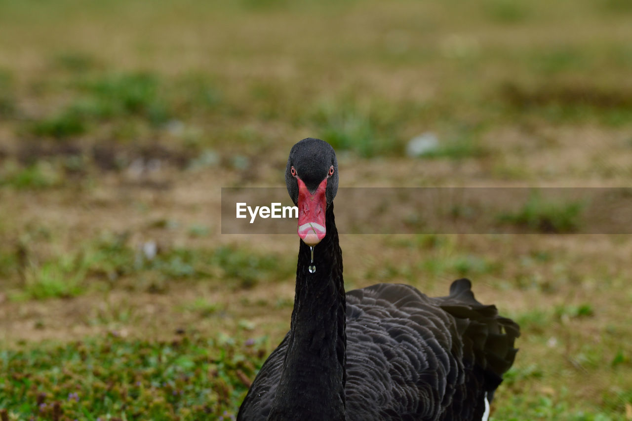 CLOSE-UP OF A BLACK SWAN ON A FIELD