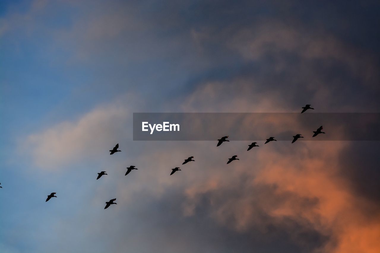 Low angle view of silhouette birds flying against sky