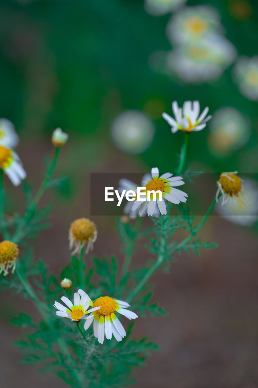 flower, flowering plant, plant, freshness, nature, beauty in nature, yellow, macro photography, close-up, green, fragility, flower head, no people, blossom, growth, focus on foreground, multi colored, outdoors, summer, daisy, petal, botany, selective focus, sunlight, inflorescence, medicine, wildflower, food, springtime, day, white, food and drink, environment, land, animal wildlife, meadow, tree, field, grass, plain, sky