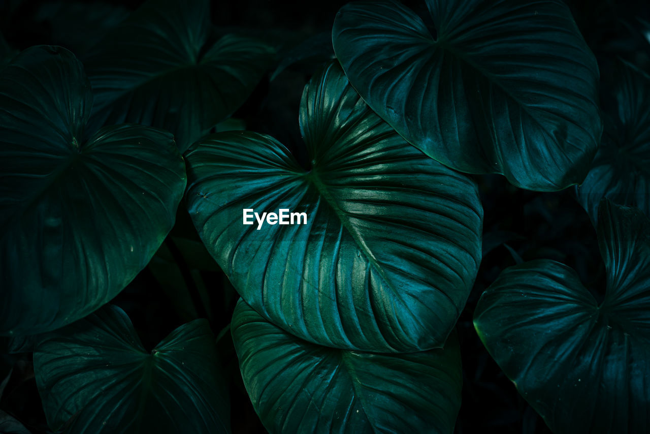 Deep green tropical lush leaves dark tone background