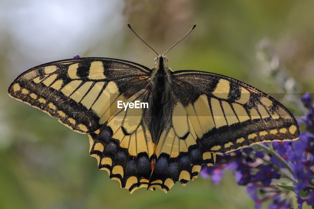 Close-up of butterfly pollinating on purple flower