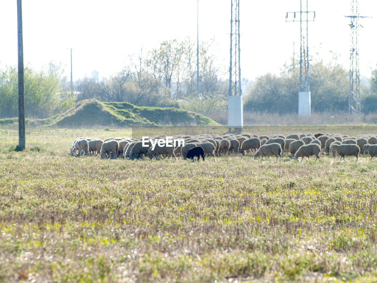 VIEW OF SHEEP GRAZING ON FIELD