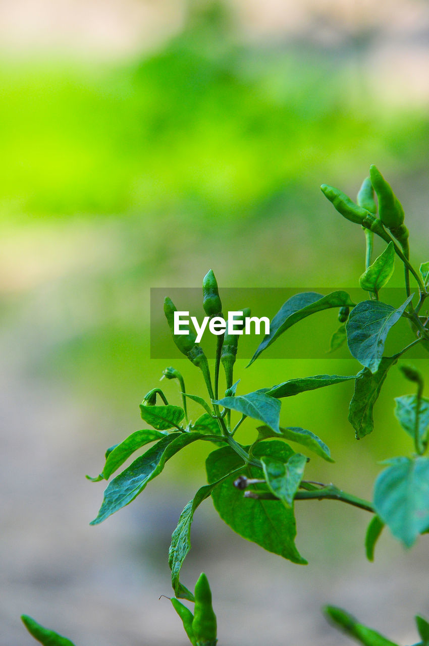 CLOSE-UP OF PLANT LEAVES IN FIELD