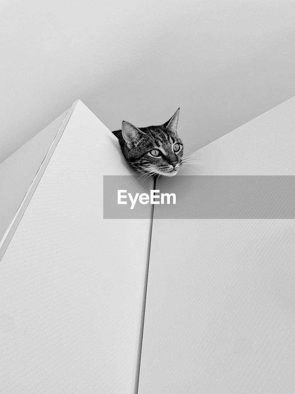 high angle view of feather on white background