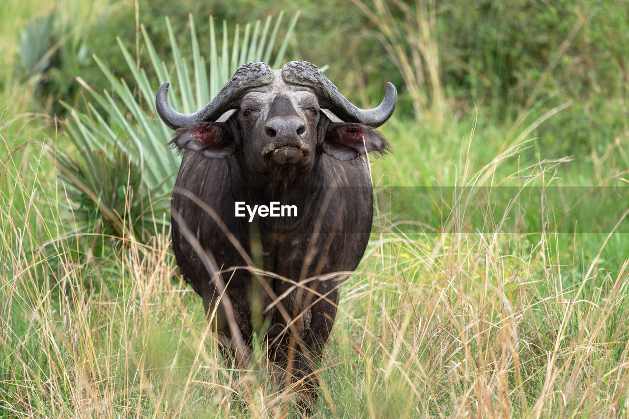 African buffalo, syncerus caffer, murchison falls national park, uganda