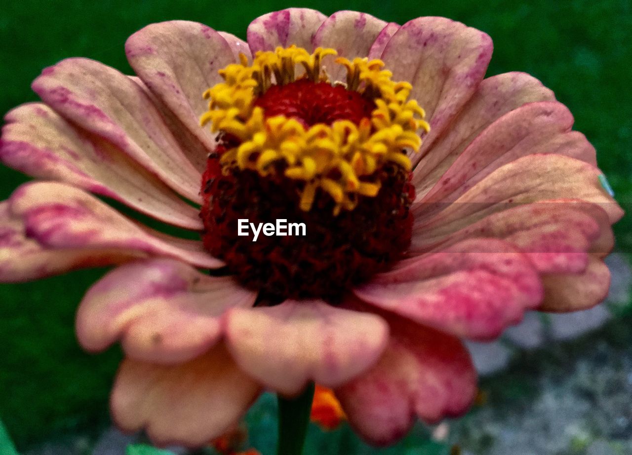 CLOSE-UP OF PINK FLOWER WITH YELLOW PETALS