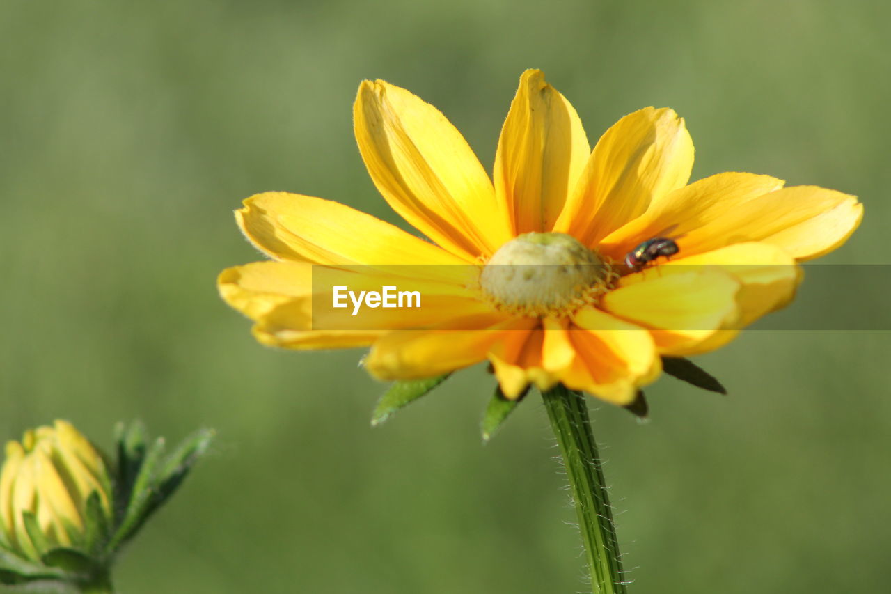 Close-up of housefly on yellow flower