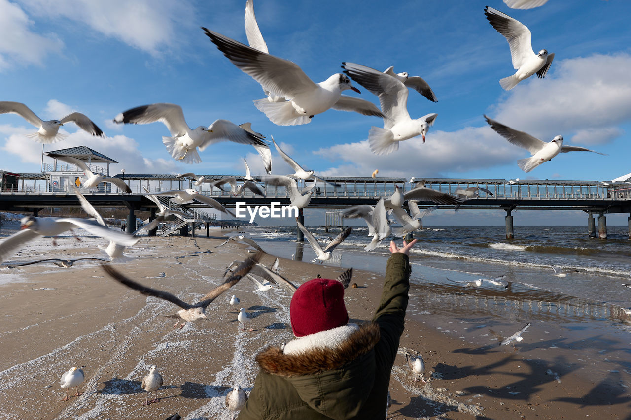 BIRDS FLYING OVER SEA