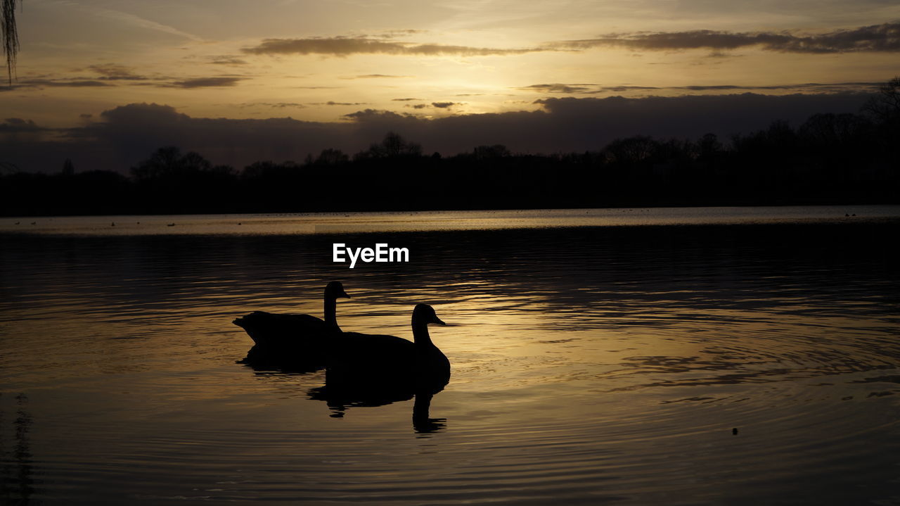 SILHOUETTE SWAN ON LAKE AT SUNSET