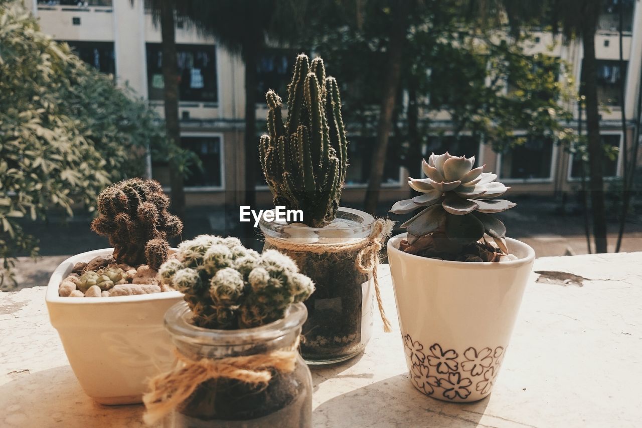 POTTED PLANT ON TABLE