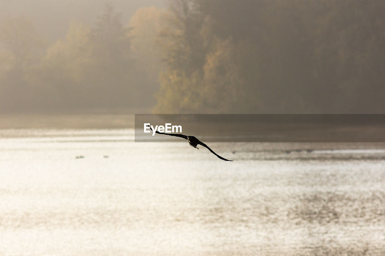 SILHOUETTE BIRD ON SEA AGAINST SKY