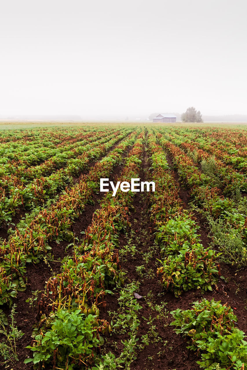 SCENIC VIEW OF FARM FIELD AGAINST SKY