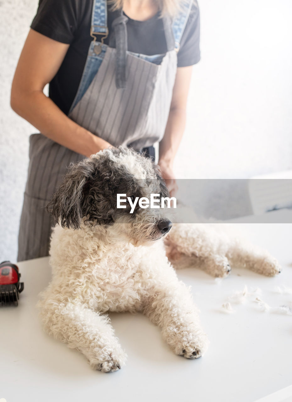 Young woman grooming dog at salon